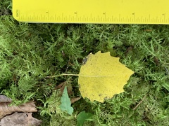 Populus grandidentata