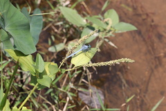 Orthetrum luzonicum