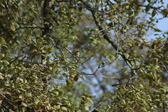 Basileuterus rufifrons