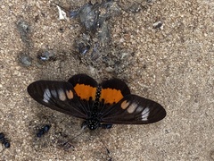 Acraea penelope