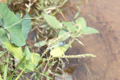 Orthetrum luzonicum