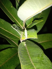 Oecanthus exclamationis