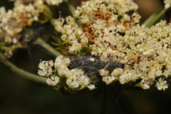 Depressaria daucella