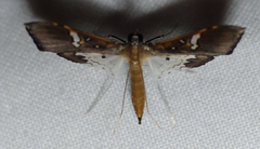 Maruca vitrata