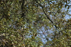 Basileuterus rufifrons