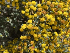 Acacia pulchella
