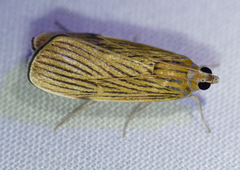 Tyspanodes linealis