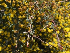 Acacia pulchella