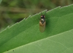 Calliopum