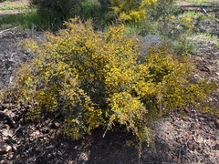 Acacia pulchella