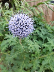Echinops bannaticus