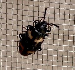 Diaperinae