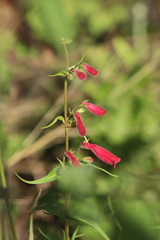 Penstemon