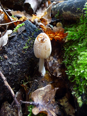 Coprinellus xanthothrix