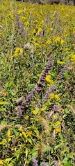 Agastache foeniculum
