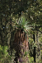 Furcraea parmentieri