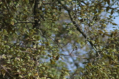 Basileuterus rufifrons