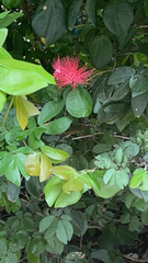 Calliandra haematocephala