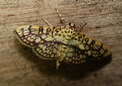 Haritalodes derogata