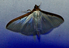 Cydalima laticostalis