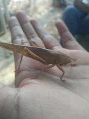 Pyrgocorypha uncinata