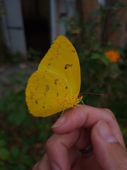 Phoebis philea philea