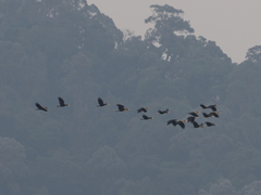 Rhyticeros subruficollis