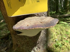 Fomitopsis mounceae