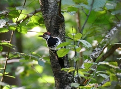 Dendrocopos leucotos