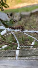 Polygonia interrogationis