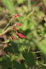 Penstemon
