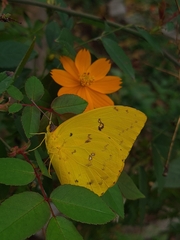 Phoebis philea philea