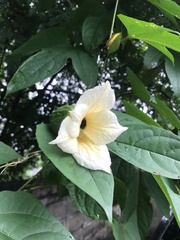 Momordica cochinchinensis