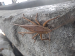 Pyrgocorypha uncinata