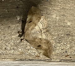 Erebidae