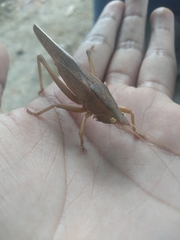 Pyrgocorypha uncinata