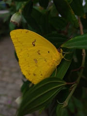 Phoebis philea philea