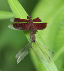 Neurothemis fluctuans