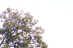 Myioborus miniatus