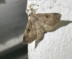 Erebidae