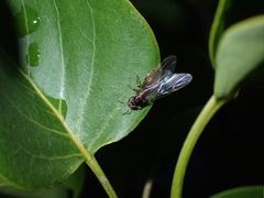 Lasius