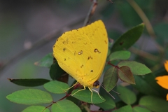 Phoebis philea philea