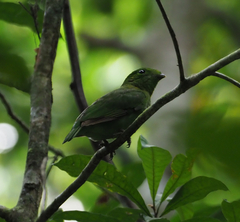 Calyptomena viridis