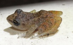 Eleutherodactylus cystignathoides