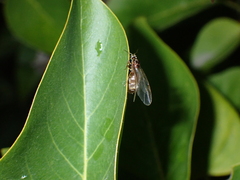 Lasius