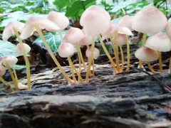 Mycena renati