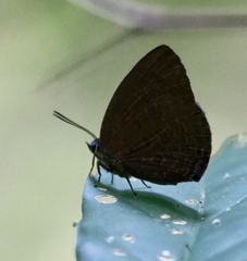 Arhopala overdijkinki