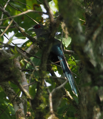 Phaenicophaeus diardi