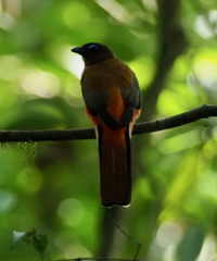 Harpactes duvaucelii