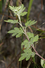 Chrysanthemum indicum